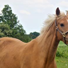 Palomino Stald Emilys Daisy Blue