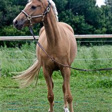 Palomino Stald Emilys Daisy Blue