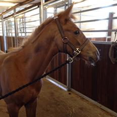 Palomino Stald Emilys Daisy Blue