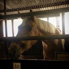 Palomino Stald Emilys Daisy Blue