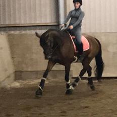 Dansk Varmblod Blusbakkens Donna