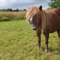Shetlænder Krabbes kasandra