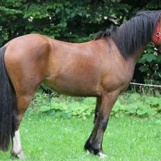 Welsh Pony af Cob-type (sec C) Flynn Rider