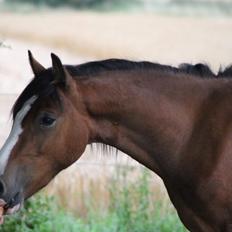Welsh Pony af Cob-type (sec C) Flynn Rider