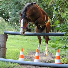 Welsh Pony af Cob-type (sec C) Flynn Rider