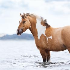 Irish Cob Crossbreed Toftgårds Amigo