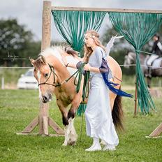 Irish Cob Crossbreed Toftgårds Amigo
