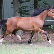 Welsh Pony af Cob-type (sec C) Flynn Rider