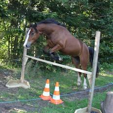 Welsh Pony af Cob-type (sec C) Flynn Rider