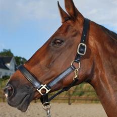 Anden særlig race Amalfi