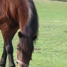 Anden særlig race Polly ¤Supermule¤ RIP