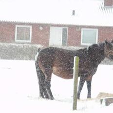 Anden særlig race Polly ¤Supermule¤ RIP
