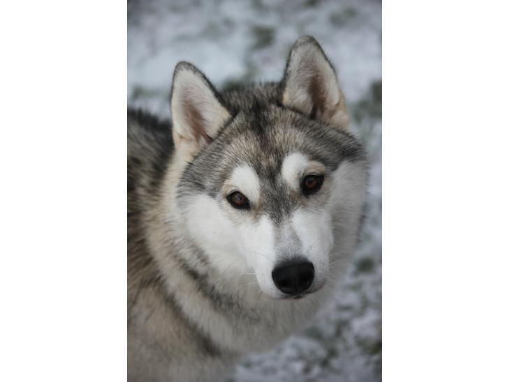 Siberian husky - fakta, historie og billeder - læs alt hunderacen