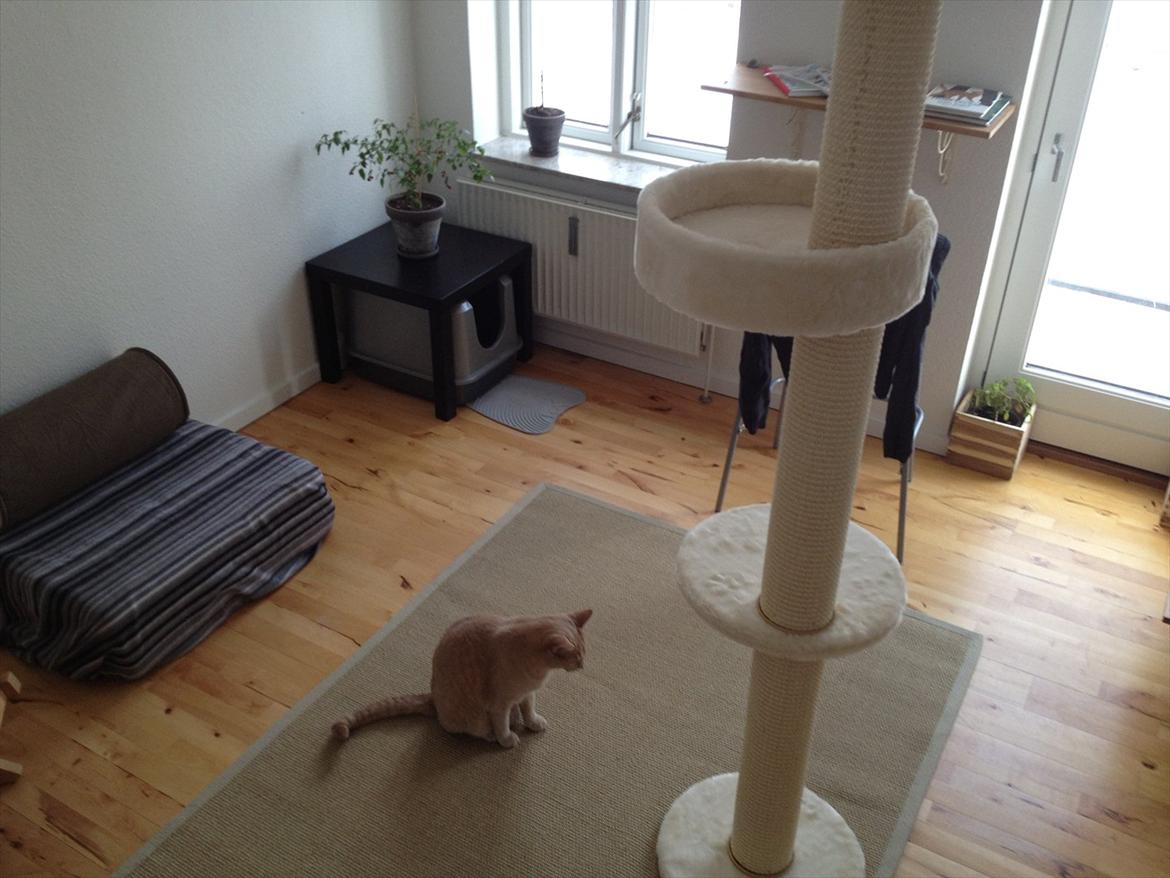 Indretning af lejlighed diverse kat fotos fra casper s