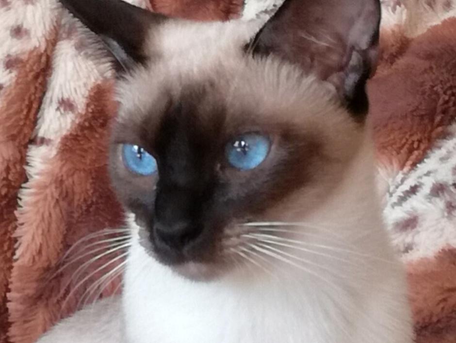 Thai siameser Bella