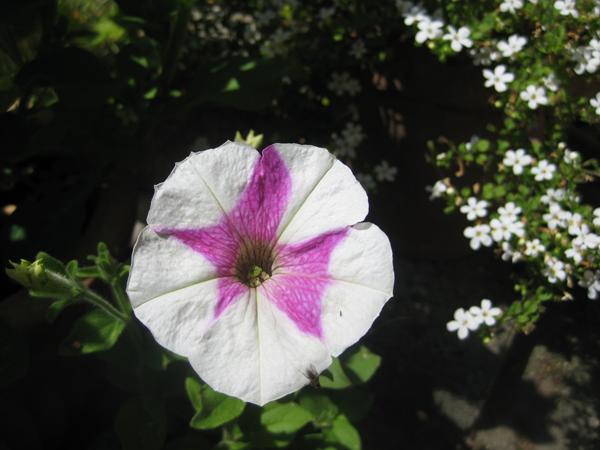 Ikke giftige planter til krukker skrevet af heidi j ~*milo*~