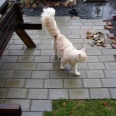 Maine Coon Struves Manuel, over regnbuen