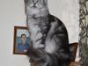 Maine Coon Sunways Madam Mim 7/8