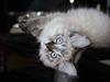 Ragdoll Toulouse