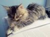 Maine Coon Calcifer