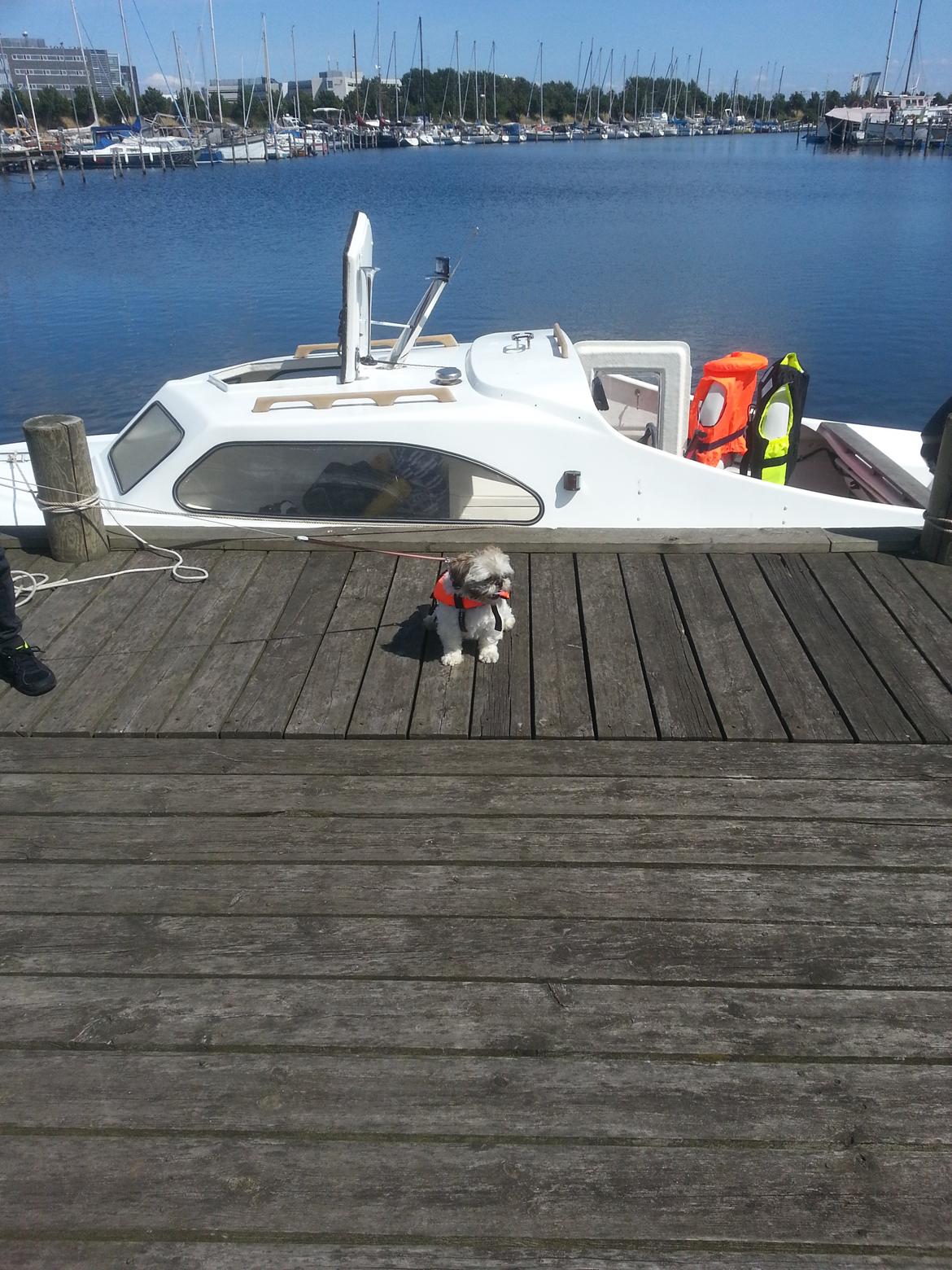 shetland 535 billede 3