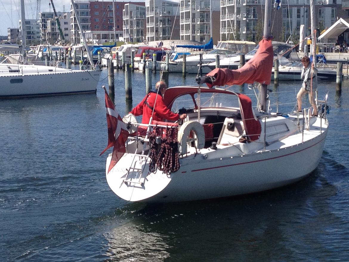 Scampi 30 billede 2