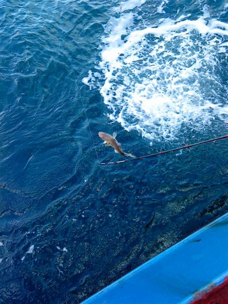 Hav fiskeri med M/S Albatros billede 14