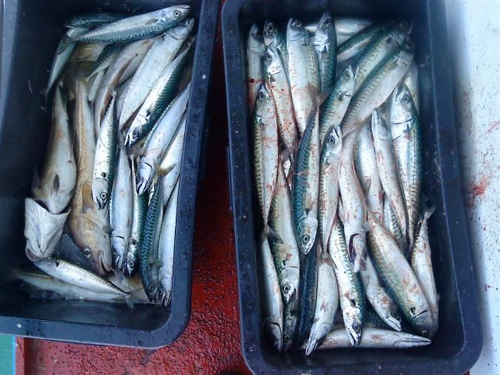 Hav fiskeri med M/S Albatros billede 22