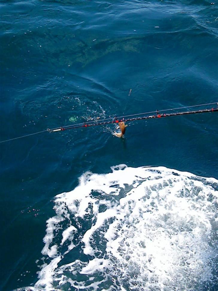 Hav fiskeri med M/S Albatros billede 24