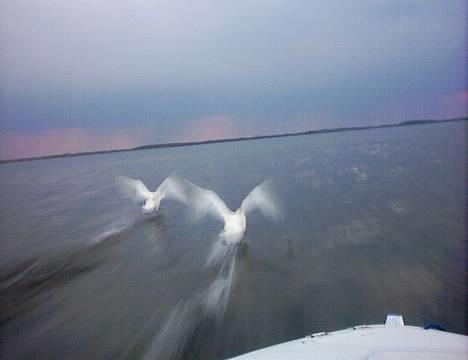 Quicksilver 470 Sport (solgt) billede 5