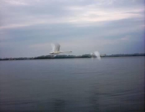 Quicksilver 470 Sport (solgt) billede 6