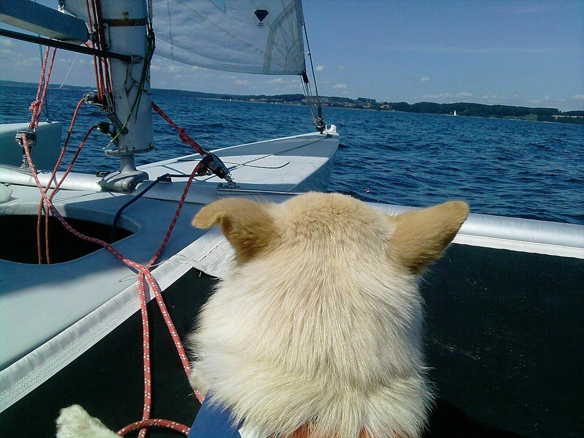 Flerskrogsbåd Trimaran billede 6