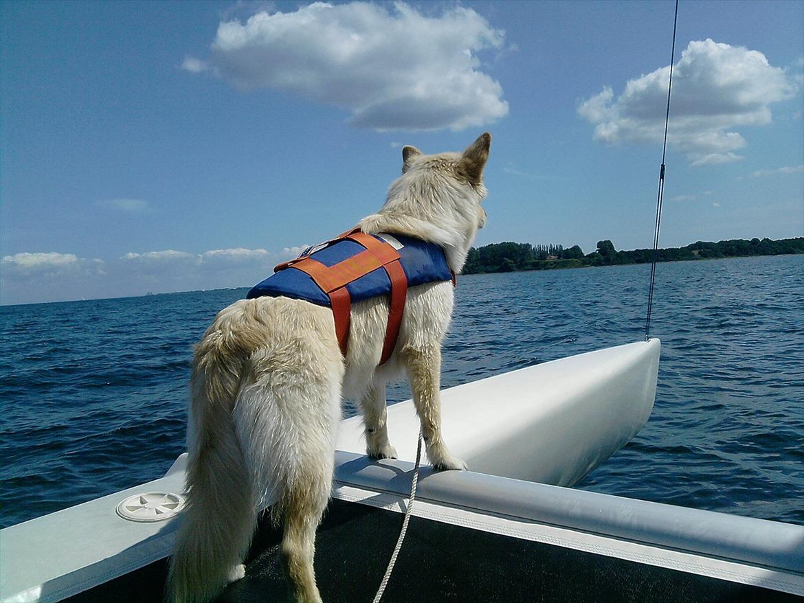 Flerskrogsbåd Trimaran billede 7