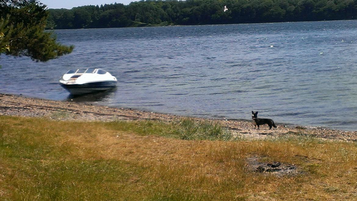 Bayliner Capri 2050 billede 13