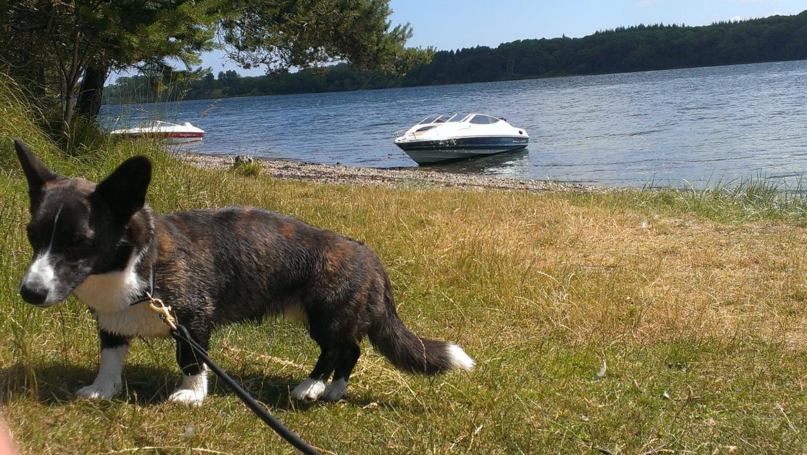 Bayliner Capri 2050 billede 14