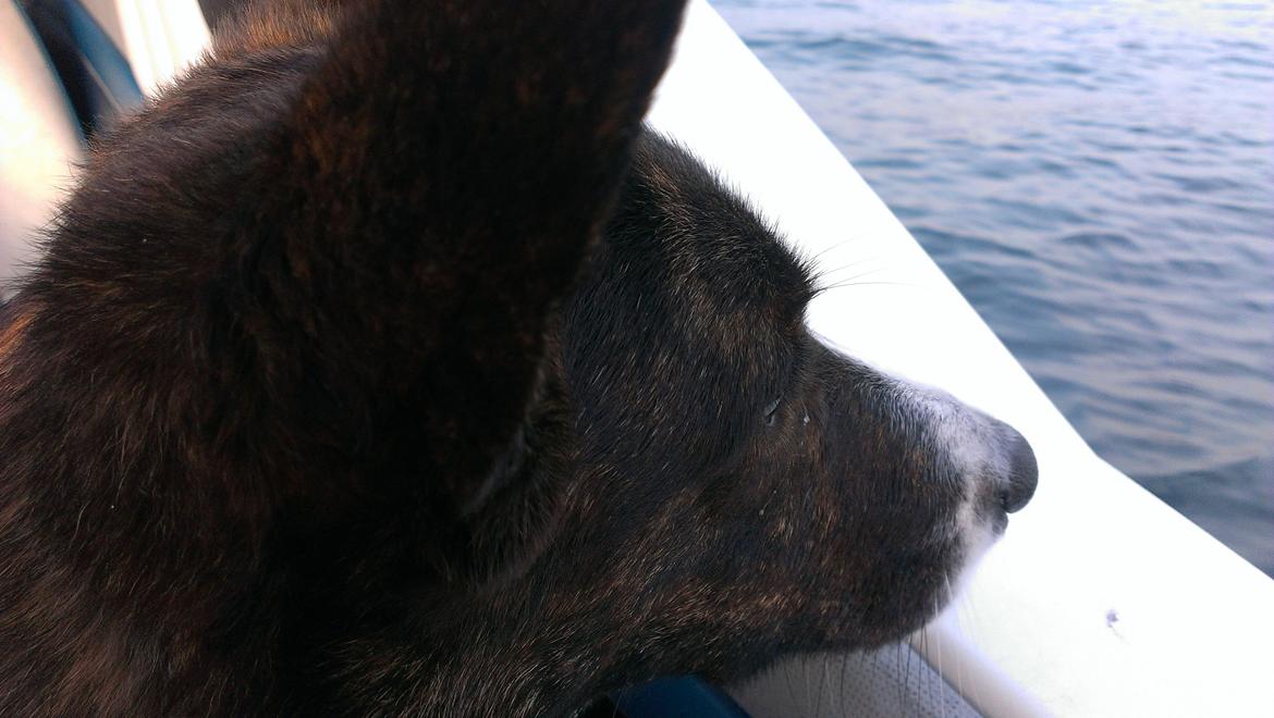 Bayliner Capri 2050 billede 23