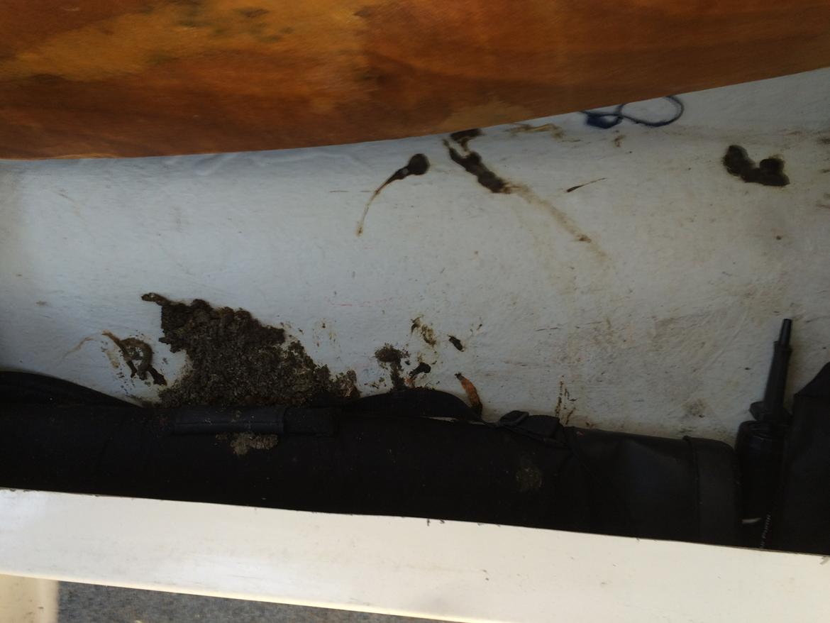 Shetland 570 - Adr :( Mink-bæ...... :) billede 9