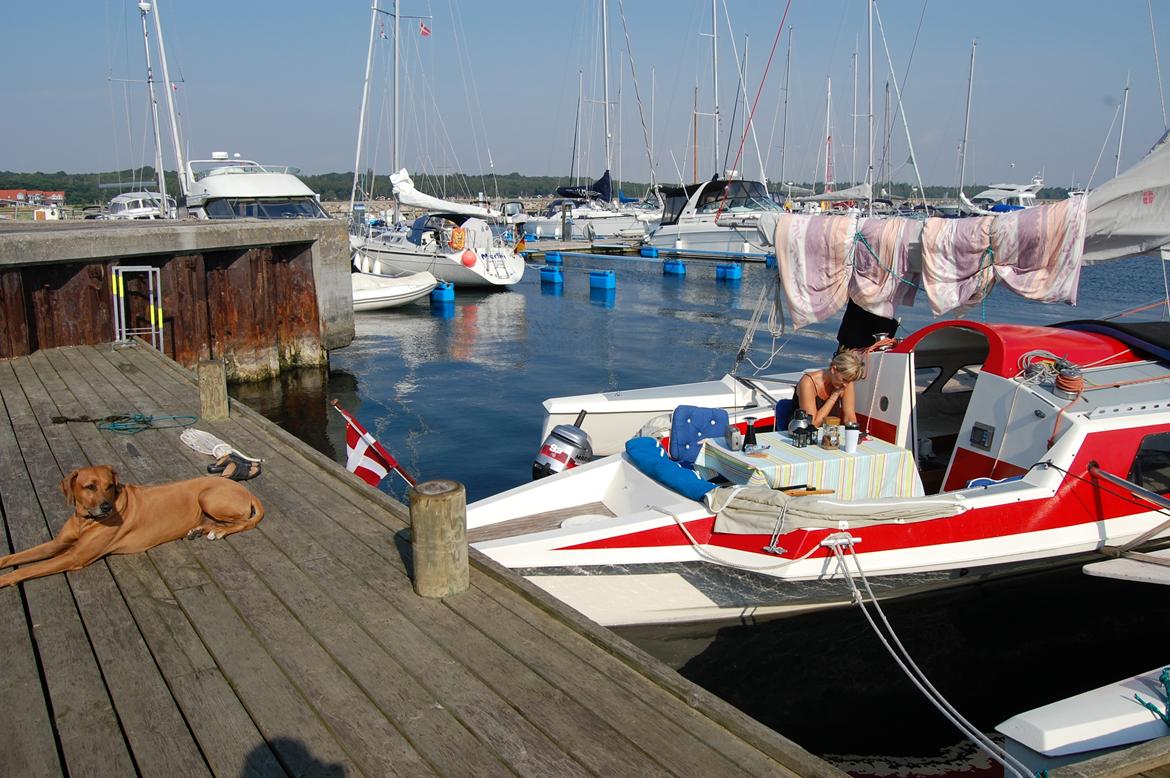 X Trident 27/3 (solgt) billede 16