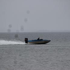 Shakespeare the wild one 