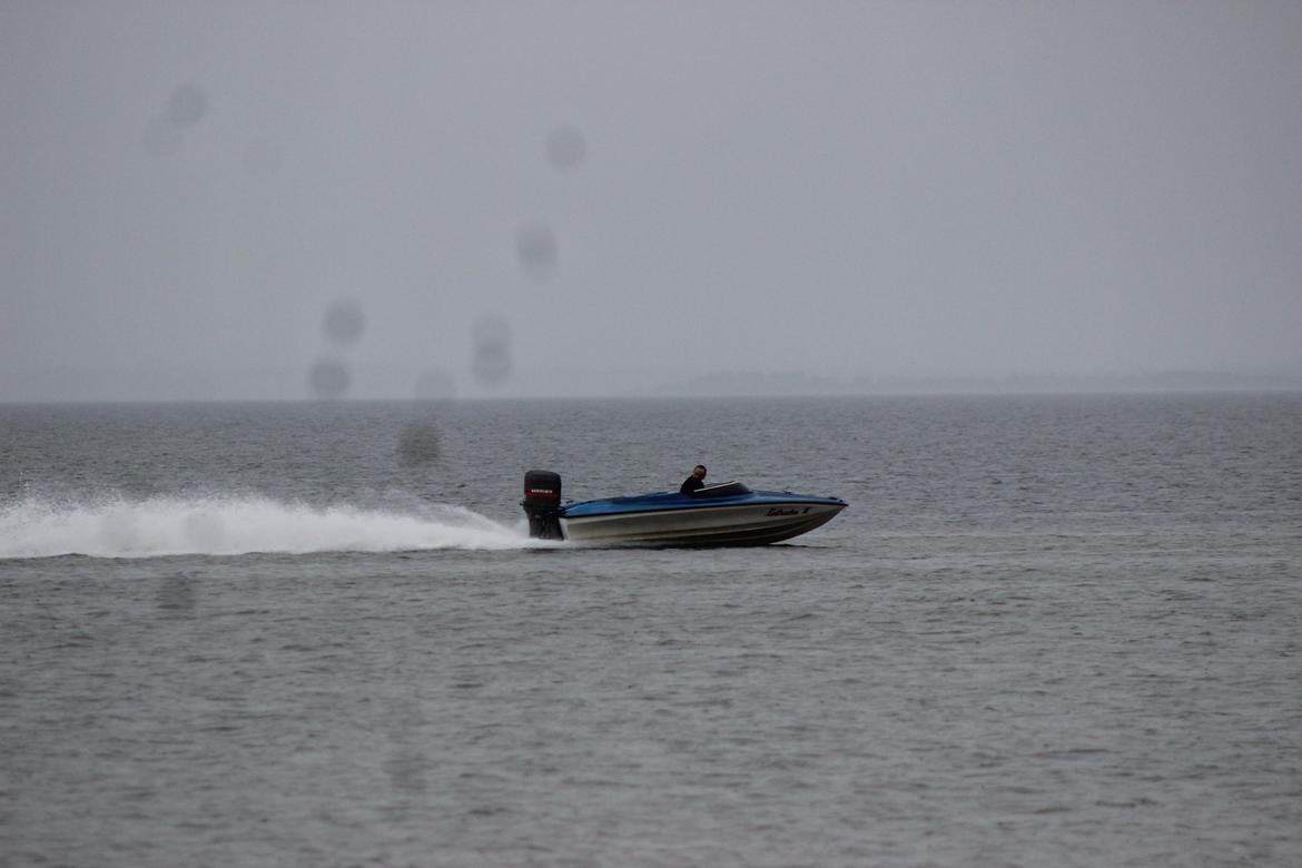 Shakespeare the wild one  billede 2