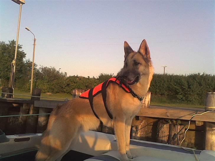 Bayliner capri 1952 - Vores dejlige vandhund Ozzy billede 20