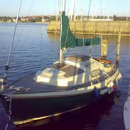 Spidsgatter matros