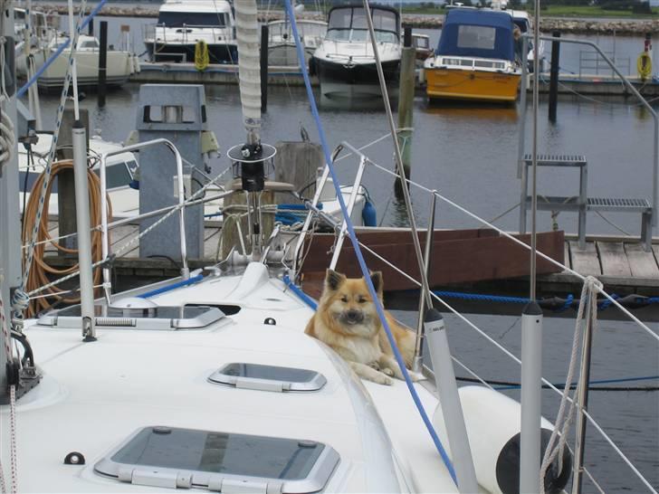Jeanneau 40,3 billede 19