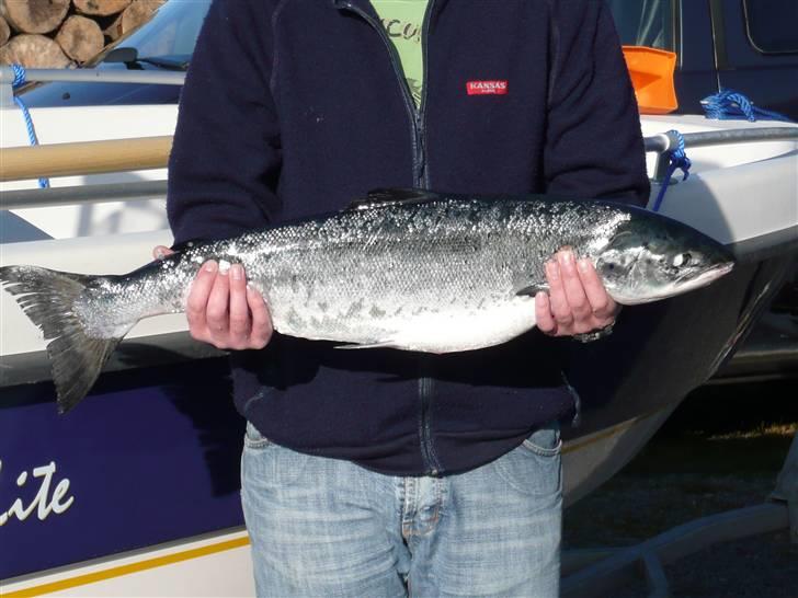 Askeladen 435 Lite  - Min første laks! 5.5kg billede 8