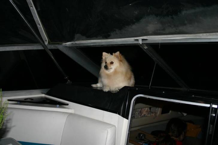 Bayliner 2855 SB billede 6