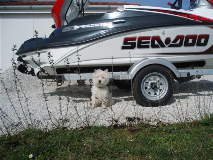 Seadoo 150, monster ,solgt - her kamphunden der passer på fars båd 24-7 billede 18