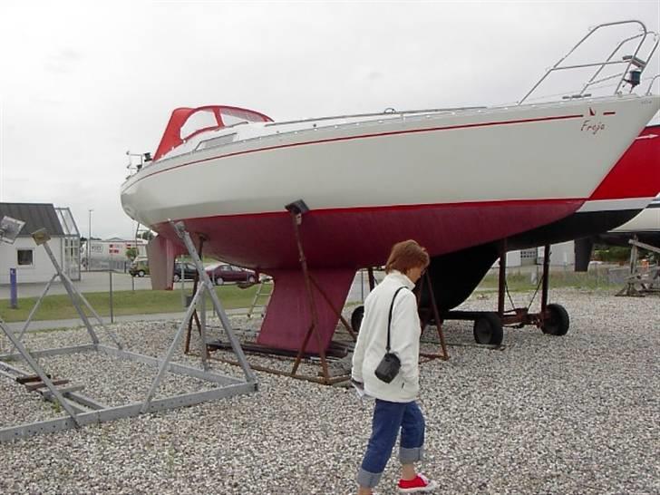 Scampi Albin - på land, inden vi fik den billede 14