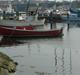Damjolle Nysted 17 10HK buck solgt
