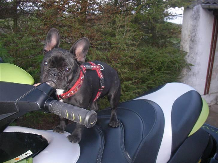 Seadoo RXP **SOLGT** billede 13