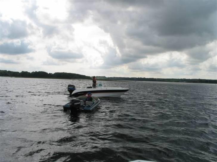 Labrador 143 SOLGT - Kan også ligge stille og nyde vejret. billede 6